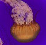 Photo Of A Beautiful Deadly Jellyfish Swimming Stock Photo