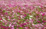 White And Pink Cosmos Flowers Stock Photo