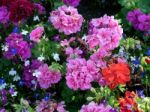 Colourful Flower Display In East Grinstead Stock Photo