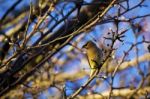 Cedar Waxwing Stock Photo