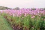 Cosmos On Plants With Beautiful Stock Photo