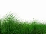 Green Grass Stock Photo