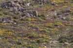 Diverse Spring Flora Of Sagres Stock Photo