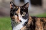 Close-up Head Shoulders Tortoiseshell Female Cat Stock Photo