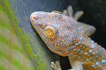 Gecko Lizard Stock Photo