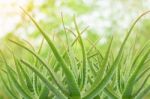 Group Of The Stem Of Aloe Vera Stock Photo