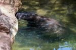 Pygmy Hippopotamus (choeropsis Liberiensis Or Hexaprotodon Liber Stock Photo