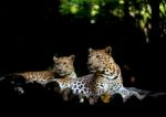 Jajuar Resting On Timber Stock Photo