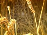 Spider In Web Stock Photo