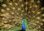 Portrait Of Beautiful Peacock Stock Photo