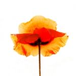 Isolated Red Poppy Stock Photo