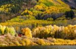 Yellow Fall Foliage Stock Photo