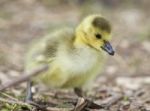 Beautiful Background With A Cute Chick Of Canada Geese Stock Photo