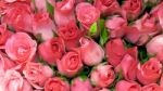 Pink Roses Stock Photo