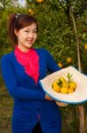 Gardener Girl In Orange Garden, North Of  Thailand Stock Photo