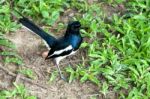 Magpie Stock Photo