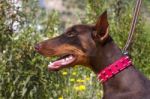 Brown Domestic Dog With Red Collar Stock Photo