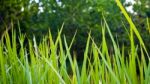 Freshness Vetiver Grass Blade Stock Photo