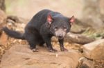 Tasmanian Devil In Hobart, Tasmania Stock Photo