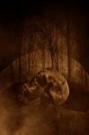 Human Skull In Haunted Forest,horror Concept Background Stock Photo