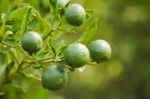 Oranges On A Tree Stock Photo