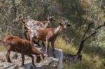 Herd Of Goats In A Pasture Stock Photo