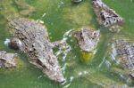 Crocodile Breeding Farm In Siem Reap, Cambodia Stock Photo