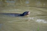 Eurasian Otter (lutra Lutra) In Natural Habitat Stock Photo