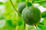 Small Japan Melon (honeydew Melon) In Farm Stock Photo