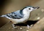 Beautiful Isolated Photo With A White-breasted Nuthatch Bird Stock Photo