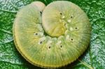 Green Caterpillar On A Leaf Stock Photo