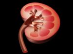 Kidney Stock Photo