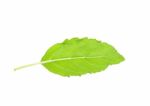 Basil Leaf Isolated On The White Background Stock Photo