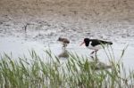 Oystercatcher With Chick Stock Photo