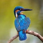 Male Common Kingfisher Stock Photo