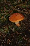 Toadstool Stock Photo