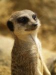 Meerkat Stock Photo