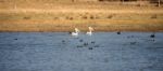 Pelicans Swimming In The Water Stock Photo