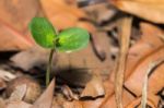 Plant Seedling Stock Photo