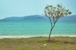 Tree On The Beach Stock Photo