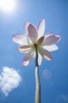 Nelumbo Lotus Stock Photo