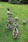 Egyptian Geese (alopochen Aegyptiacus) With Goslings Stock Photo