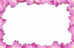 Pink Lotus Frame Background Stock Photo