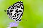 Close Up Small White Butterfly ( Common Pierrot ) Stock Photo