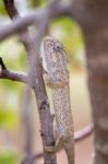 Mediterranean Chameleon On A Tree Stock Photo