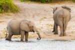 Elephants At The Bank Of Chobe River In Botswana Stock Photo