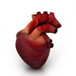 Human Heart Stock Photo