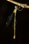 Southern Emerald Damselfly (lestes Barbarus) Insect Stock Photo