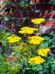 Yarrow Achillea Ageratum Yellow Flower Head Stock Photo