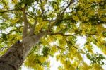 Golden Shower Tree Stock Photo